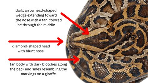 where in china are burmees python located